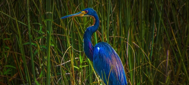 blue bird in the swamp
